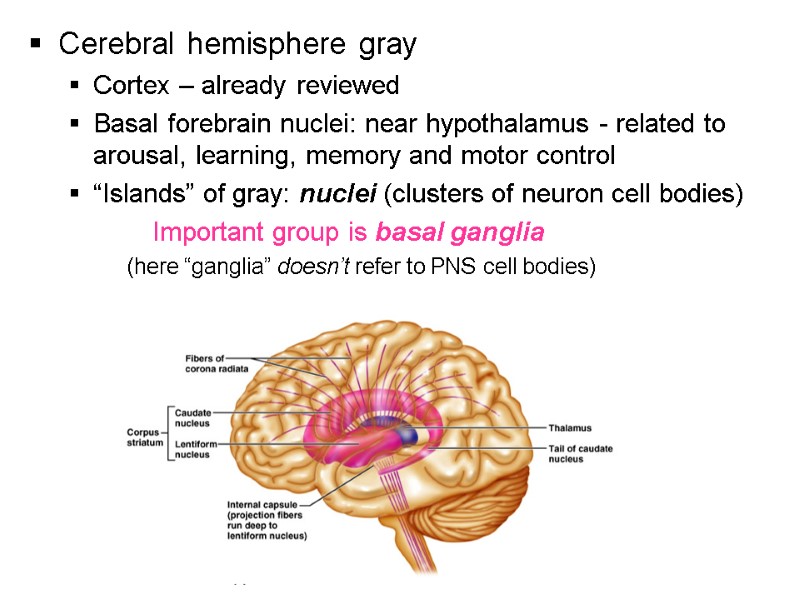 Cerebral hemisphere gray Cortex – already reviewed Basal forebrain nuclei: near hypothalamus - related